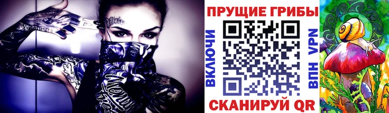 Псилоцибиновые грибы Cubensis  OMG сайт  Чёрмоз 